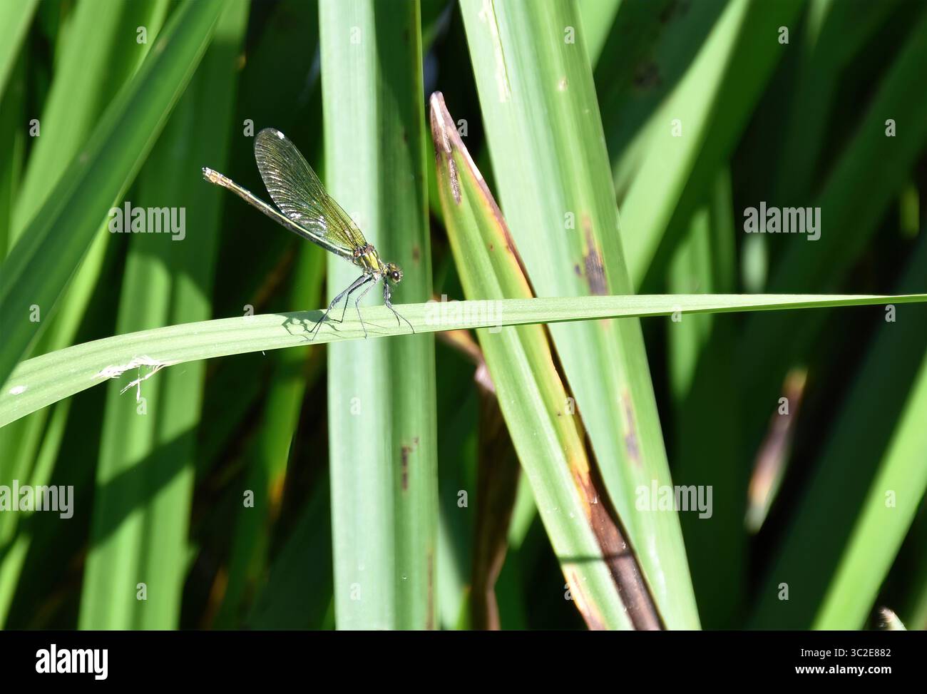 Damselfly Foto Stock