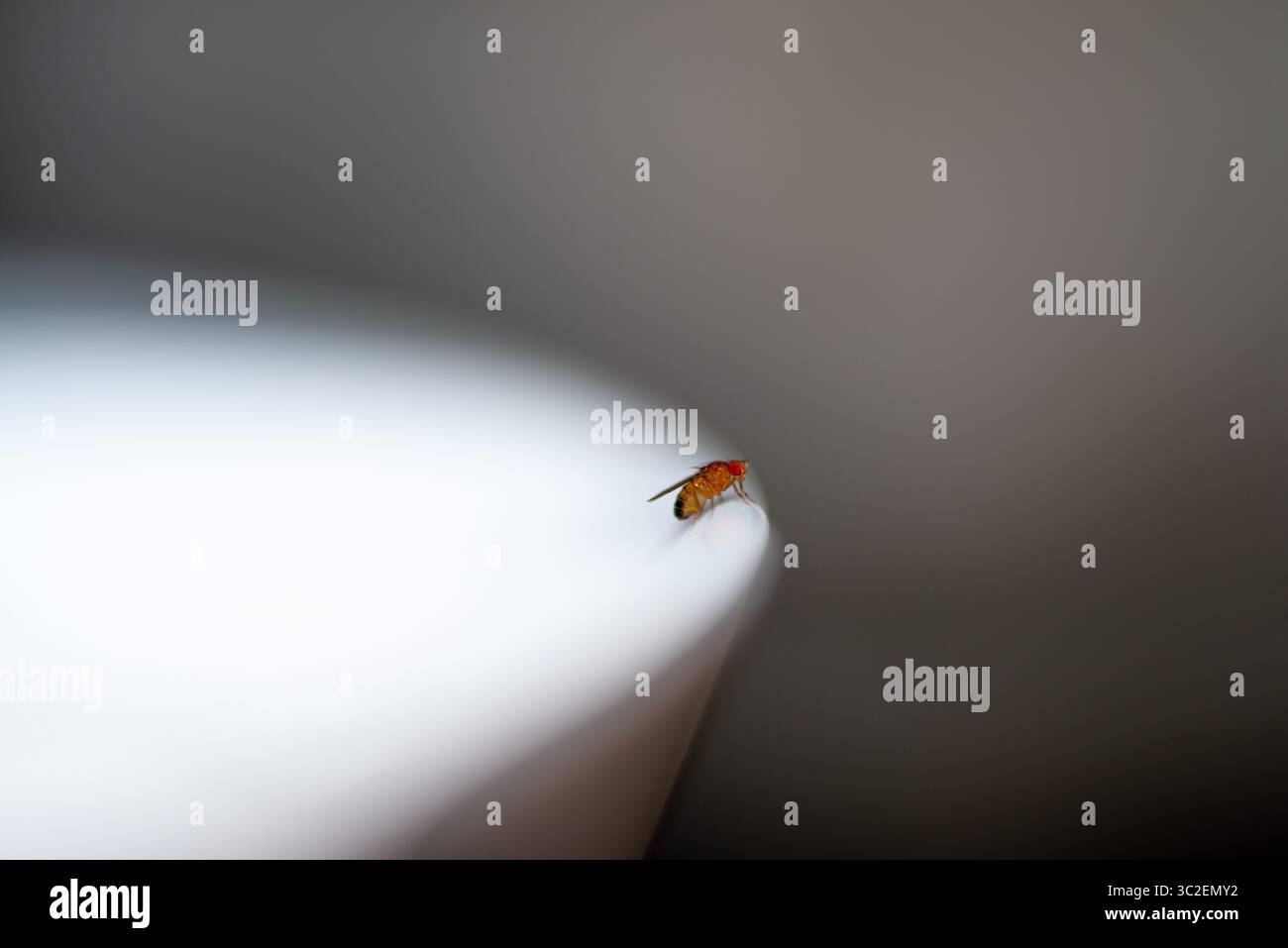 Un'impressionante foto macro di una Drosophila melanogaster (mosca della frutta) arroccata sul bordo di una superficie in ceramica bianca e pulita. Foto Stock