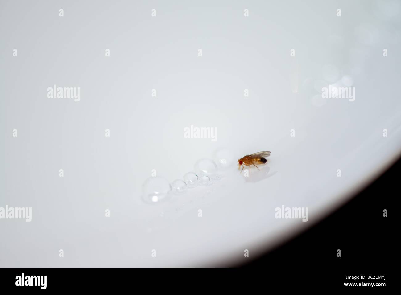 Un'impressionante foto macro di una Drosophila melanogaster (mosca della frutta) arroccata sul bordo di una superficie in ceramica bianca e pulita. Foto Stock