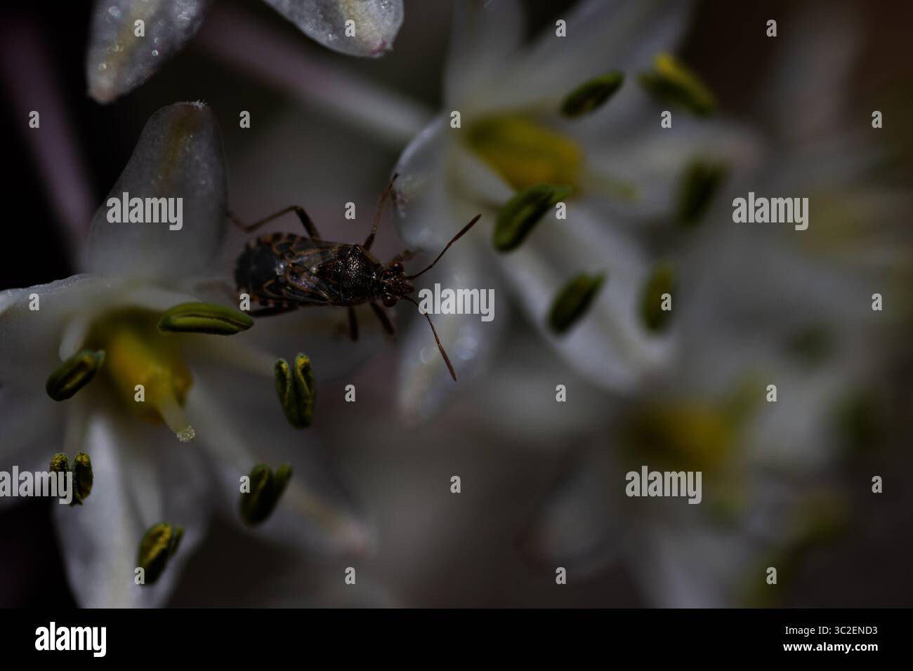Dettaglio ravvicinato dei fiori di acquavite (Drimia maritima) su sfondo naturale Foto Stock