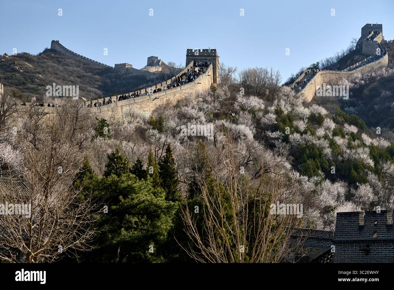 Grande Muraglia e collina boscosa a Pechino, aprile 2025 Foto Stock