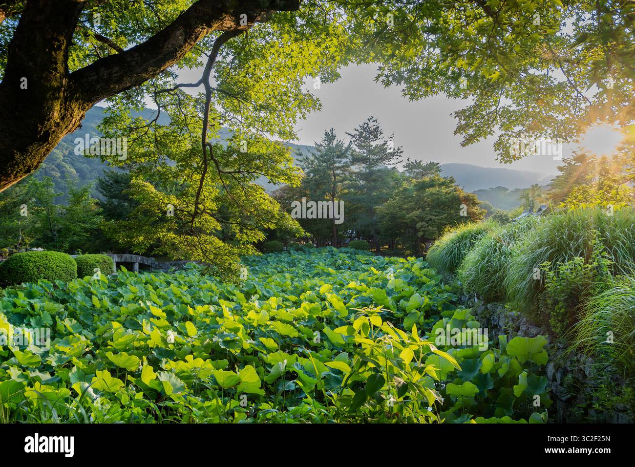 Un lussureggiante laghetto di loto in un tranquillo giardino giapponese a Kyoto, inondato dalla luce soffusa e dorata del sole. Foto Stock