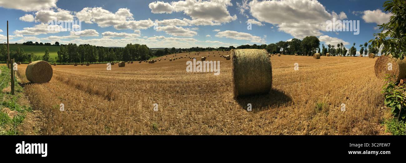 Ampia vista panoramica di un campo di raccolta dorato, caratterizzato da balle di fieno rotonde, sotto un cielo blu brillante con soffici nuvole bianche. Foto Stock