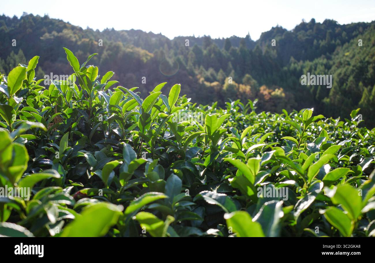 Tè verde come un'alternativa alla moda e attenta alla salute alle bevande zuccherate e agli integratori sintetici. Foto Stock