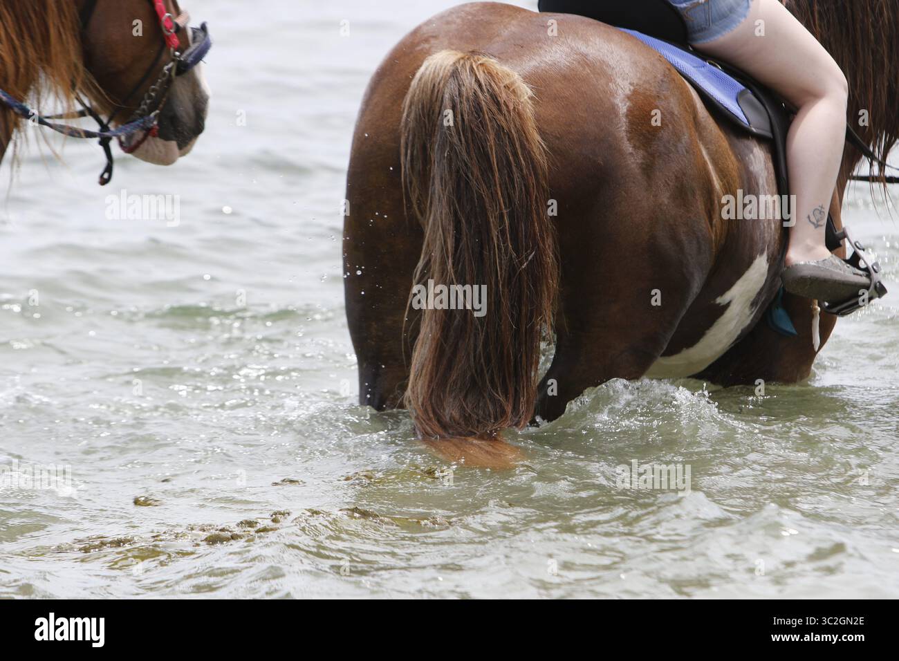 15 giugno 2019 - St. Petersburg, Florida, Stati Uniti - Tour Operator come CPonies portano gli ospiti a fare una nuotata a cavallo lungo la spiaggia vicino al ponte Skyway. I critici dicono che i cavalli stanno calpestando l'agraria naturale danneggiando gli habitat della fauna selvatica. Il letame di cavallo lasciato galleggiare nell'acqua è un'altra preoccupazione per coloro che si oppongono ai tour. (Immagine di credito: © Luis Santana/Tampa Bay Times tramite ZUMA Wire) Foto Stock