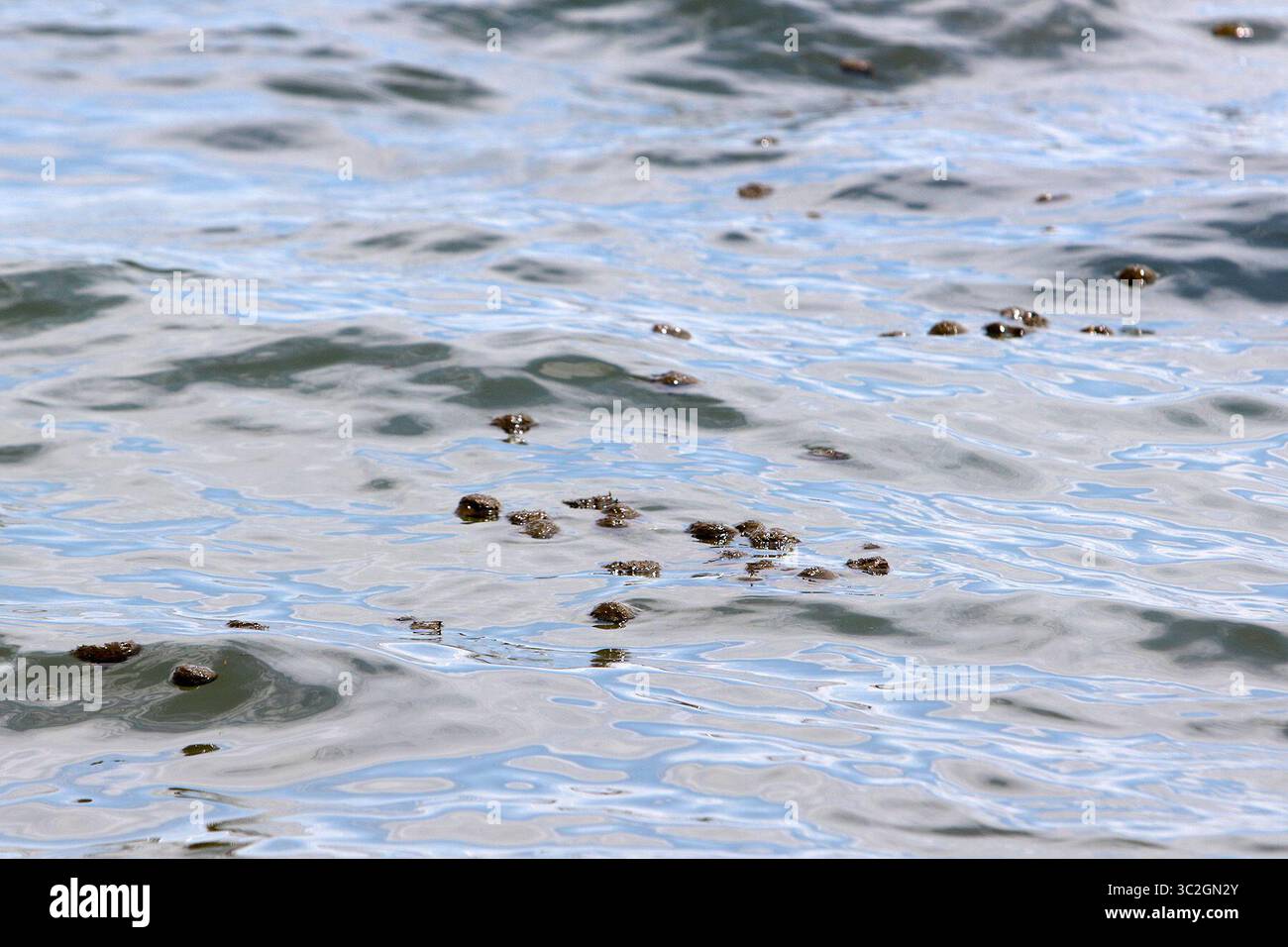 15 giugno 2019 - St. Petersburg, Florida, Stati Uniti - Tour Operator come CPonies portano gli ospiti a fare una nuotata a cavallo lungo la spiaggia vicino al ponte Skyway. I critici dicono che i cavalli stanno calpestando l'agraria naturale danneggiando gli habitat della fauna selvatica. Il letame di cavallo lasciato galleggiare nell'acqua è un'altra preoccupazione per coloro che si oppongono ai tour. (Immagine di credito: © Luis Santana/Tampa Bay Times tramite ZUMA Wire) Foto Stock