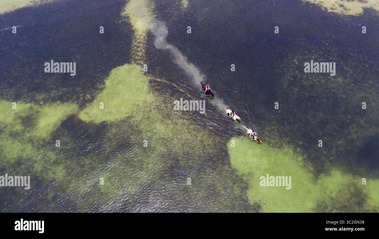 14 giugno 2019 - St. Petersburg, Florida, Stati Uniti - Tour Operator come CPonies portano gli ospiti a fare una nuotata a cavallo lungo la spiaggia vicino al ponte Skyway. I critici dicono che i cavalli stanno calpestando l'agraria naturale danneggiando gli habitat della fauna selvatica. Il letame di cavallo lasciato galleggiare nell'acqua è un'altra preoccupazione per coloro che si oppongono ai tour. (Immagine di credito: © Luis Santana/Tampa Bay Times tramite ZUMA Wire) Foto Stock