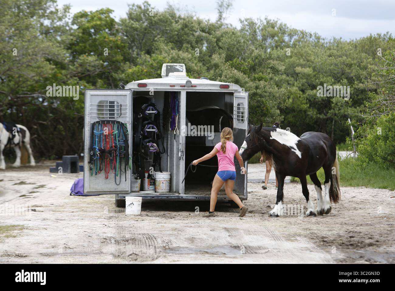 14 giugno 2019 - St. Petersburg, Florida, Stati Uniti - Tour Operator come CPonies portano gli ospiti a fare una nuotata a cavallo lungo la spiaggia vicino al ponte Skyway. I critici dicono che i cavalli stanno calpestando l'agraria naturale danneggiando gli habitat della fauna selvatica. Il letame di cavallo lasciato galleggiare nell'acqua è un'altra preoccupazione per coloro che si oppongono ai tour. (Immagine di credito: © Luis Santana/Tampa Bay Times tramite ZUMA Wire) Foto Stock