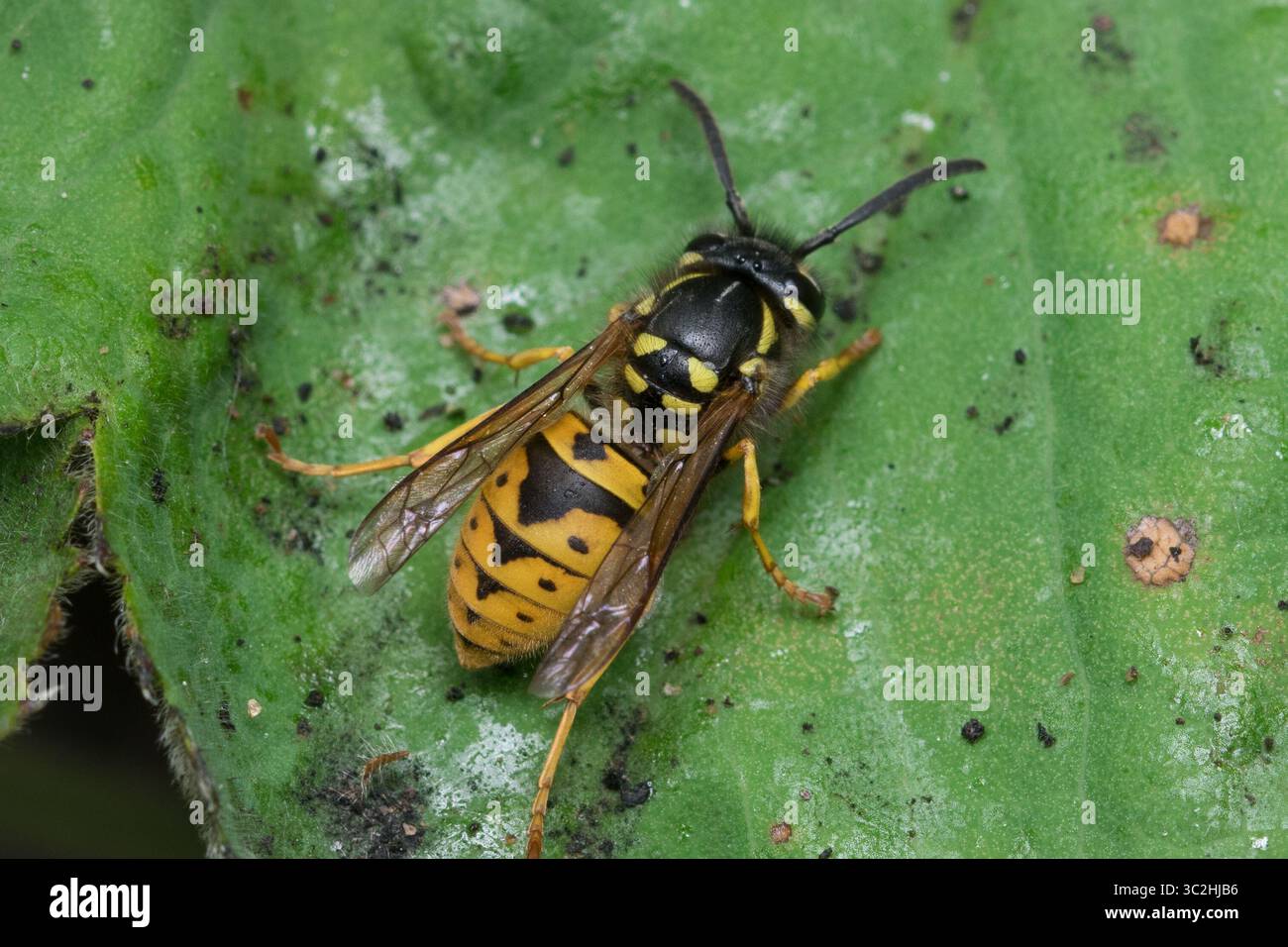 Macro di vespa sociale (Vespula o Dolichovespula sp), nota anche come giubbotto giallo. Sunderland, Regno Unito Foto Stock