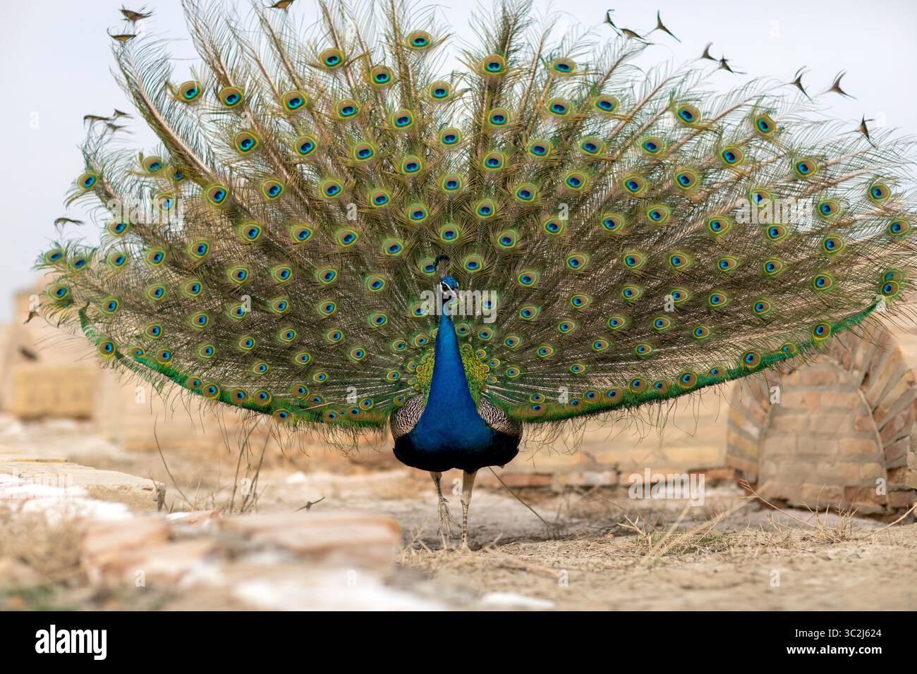 Il pavone accende la femmina con le splendide piume. Foto Stock