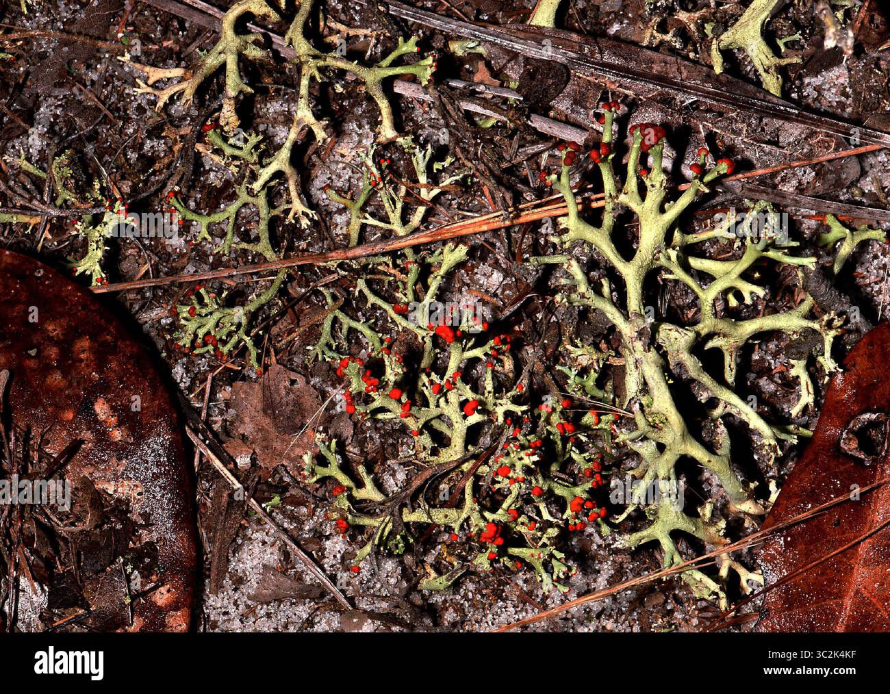 Il lichene di Jester (Cladonia leporina) cresce su terreni sabbiosi. Solo licheni di questa descrizione ad est del Mississippi e a sud di PA. Aeroporto statale di Lake Kissimmee Foto Stock