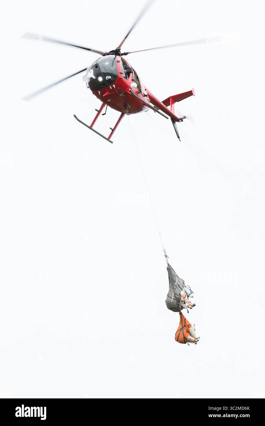9 luglio 2019, Washington, Stati Uniti: Una squadra con la Leading Edge Aviation Airlift tre capre di montagna in un'area di sosta a Hurricane Ridge nell'Olympic National Park. Oggi è il secondo giorno di un processo di cattura e traslocazione di due settimane che sposta le capre di montagna dall'Olympic National Park alle Cascade Mountains settentrionali. Lo sforzo è una collaborazione tra il National Park Service, il Washington Department of Fish & Wildlife e l'USDA Forest Service per ristabilire popolazioni impoverite di capre di montagna nelle Cascate settentrionali, rimuovendo al contempo le capre non native dalle Olympic Mountains Foto Stock
