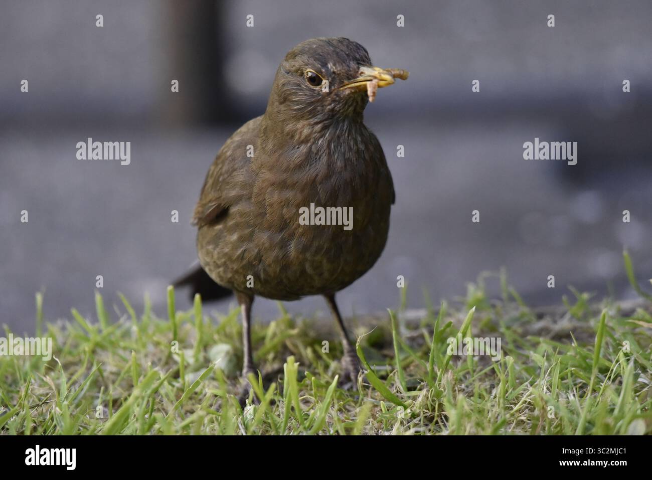 Immagine centrale in primo piano di un uccello nero comune femminile (Turdus merula) su erba corta, occhio sinistro sulla telecamera, con vermi in becco, scattata nel Galles centrale, luglio Foto Stock