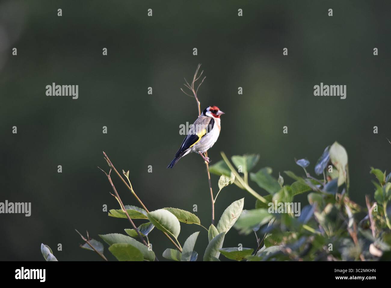 European Goldfinch (Carduelis carduelis) appollaiato sulla cima del Twig che si attacca a Bush, a destra su sfondo verde, nel Regno Unito a luglio Foto Stock