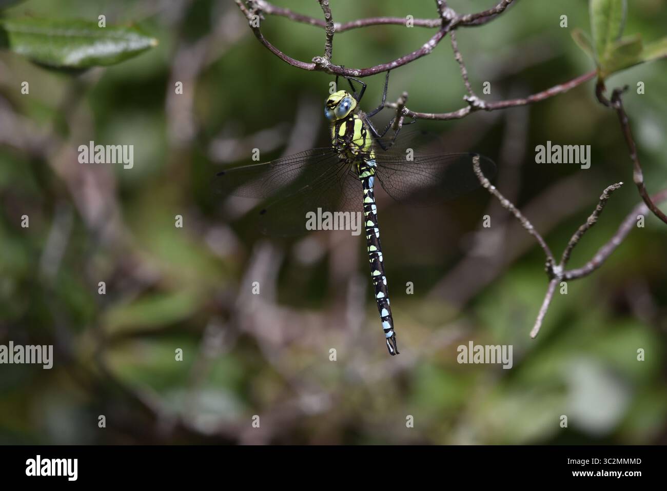 Immagine ravvicinata di una mosca di Hawker meridionale maschio (Aeshna cyanea) appesa verticalmente da Twig, testa rivolta verso l'alto, scattata nel Galles centrale, Regno Unito a luglio Foto Stock