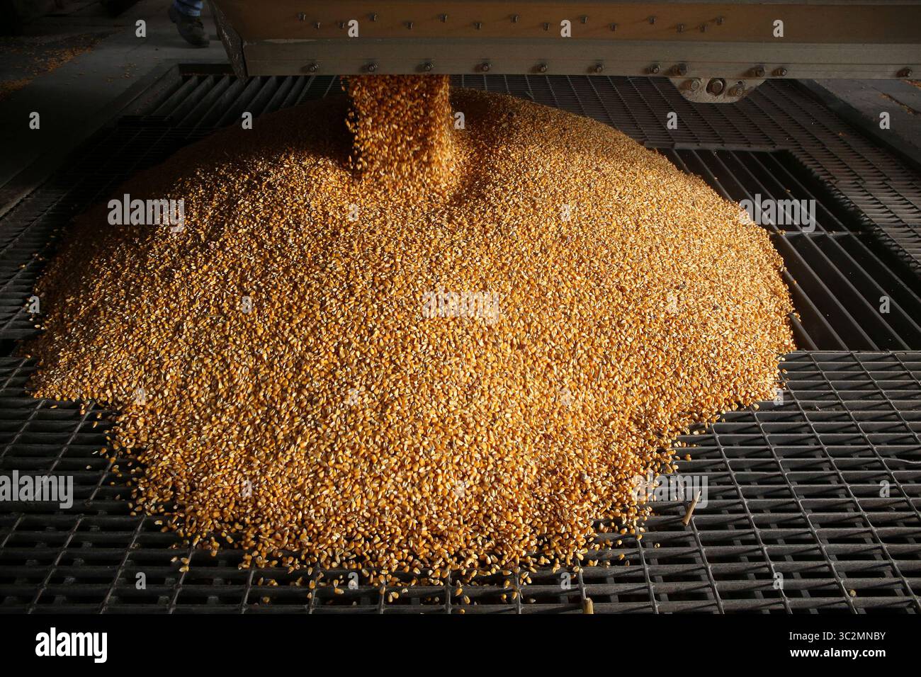9 marzo 2016 - Nauvoo, il, USA - il mais non OGM prodotto dall'agricoltore Matthew Starr viene svuotato in maggiordomi non OGM presso una società di stoccaggio dei cereali il mercoledì 9 marzo 2016 a Nauvoo, Ill. (Immagine di credito: © TNS via ZUMA Wire) Foto Stock