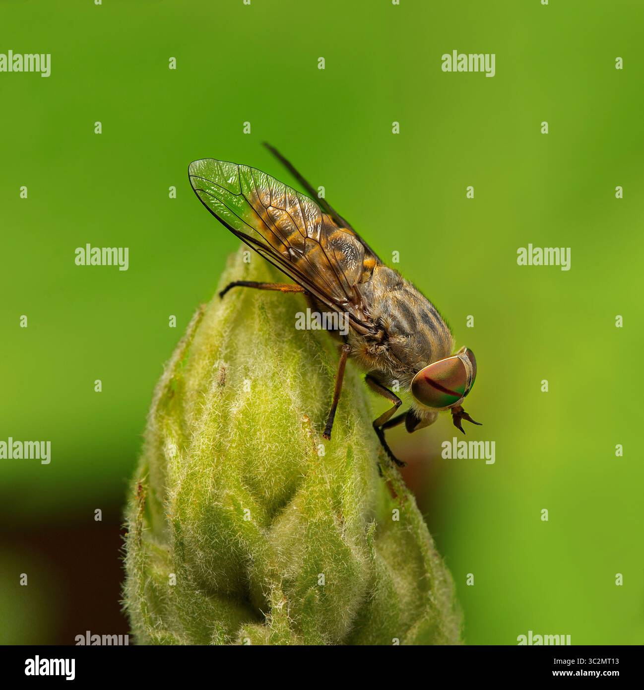 Band-Eyed Brown horsefly Tabanus bromius Foto Stock