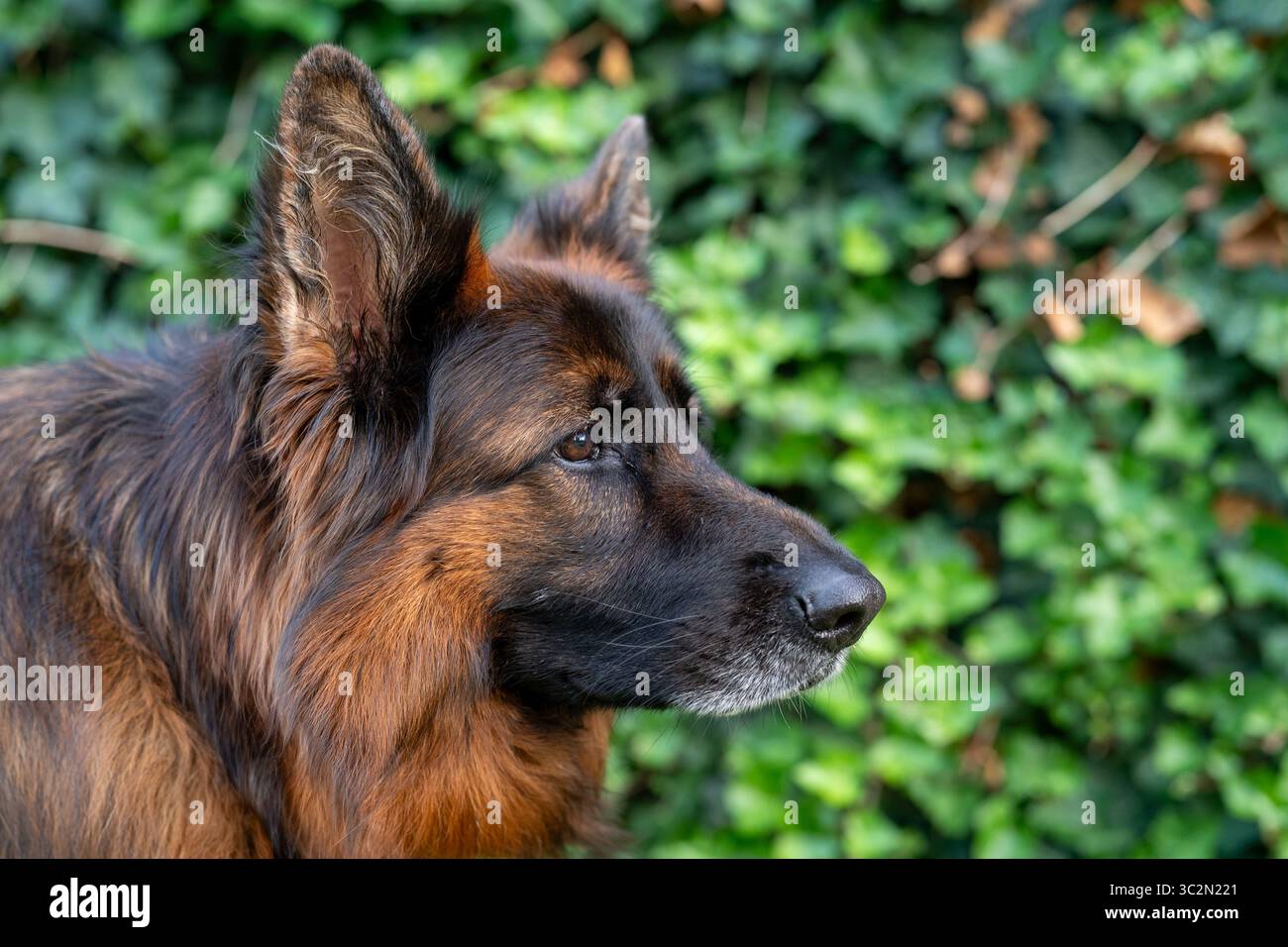 Profilo da pastore tedesco a pelo lungo con sfondo verde rigoglioso Foto Stock