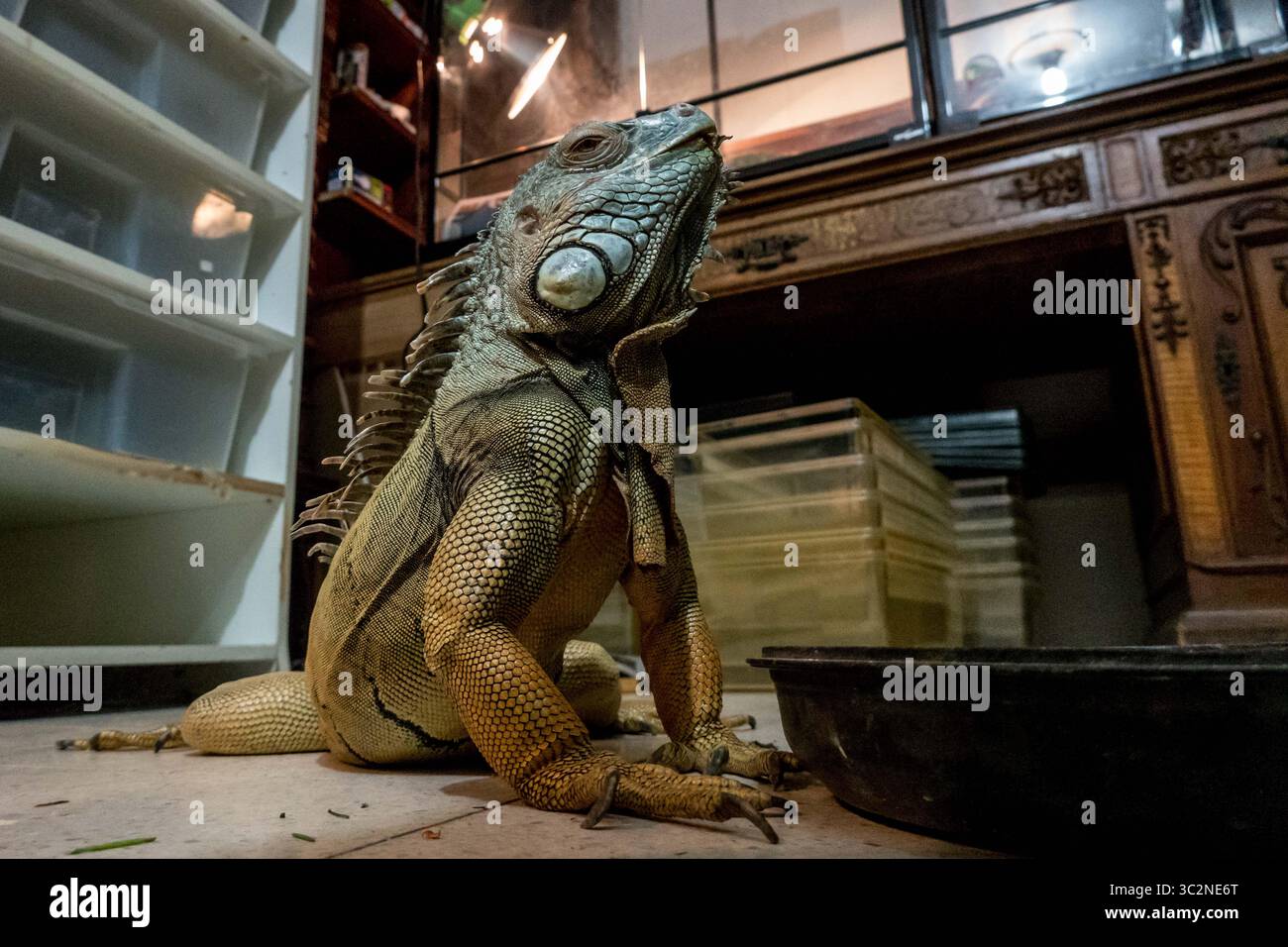 15 luglio 2019 - Karmei Yosef, Israele - Un'enorme iguana vaga liberamente nell'ufficio di Rafael Yifrach, gestore di serpenti, allevatore e ricevitore israeliano, nella sua casa di Karmei Yosef. Yifrach è stato incuriosito da serpenti e altri rettili da quando aveva sette anni, heâ è stato morso da serpenti velenosi 18 volte e attualmente cresce e riproduce circa 300 serpenti non velenosi. La giornata Mondiale dei serpenti si celebra il 16 luglio contribuendo alla causa della conservazione di un rettile a volte pericoloso ma per lo più mal rappresentato. (Immagine di credito: © Nir Alon/ZUMA Wire) Foto Stock