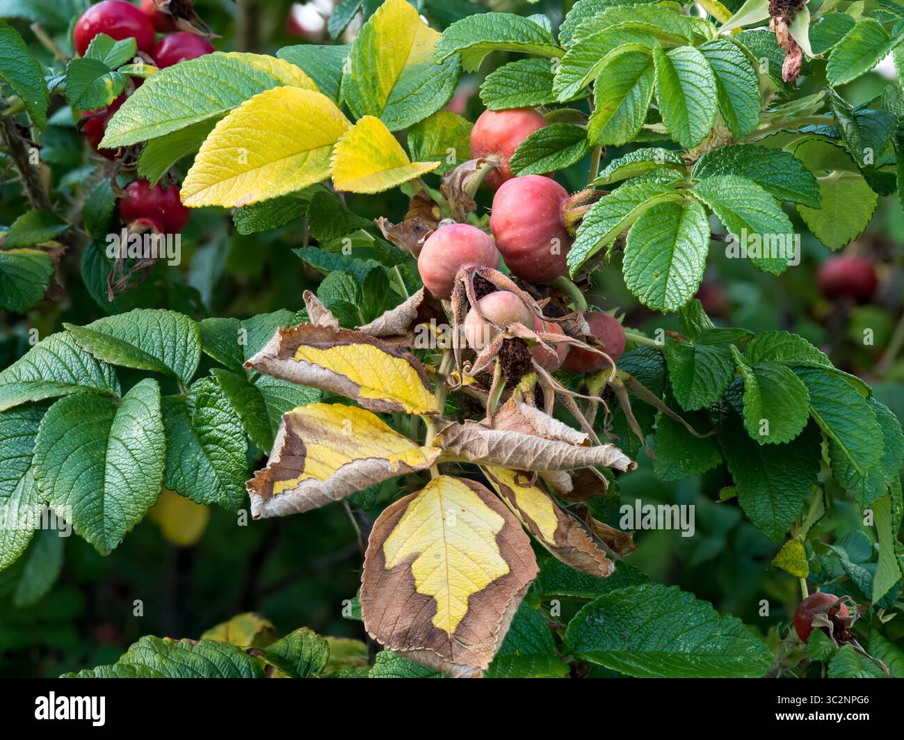 Frutti di roseanca (Rosa canina L.), frutti di rosehip, piante medicinali, materie prime vegetali, vitamine, olio essenziale, acido citrico, acido malico, pectina, organico Foto Stock