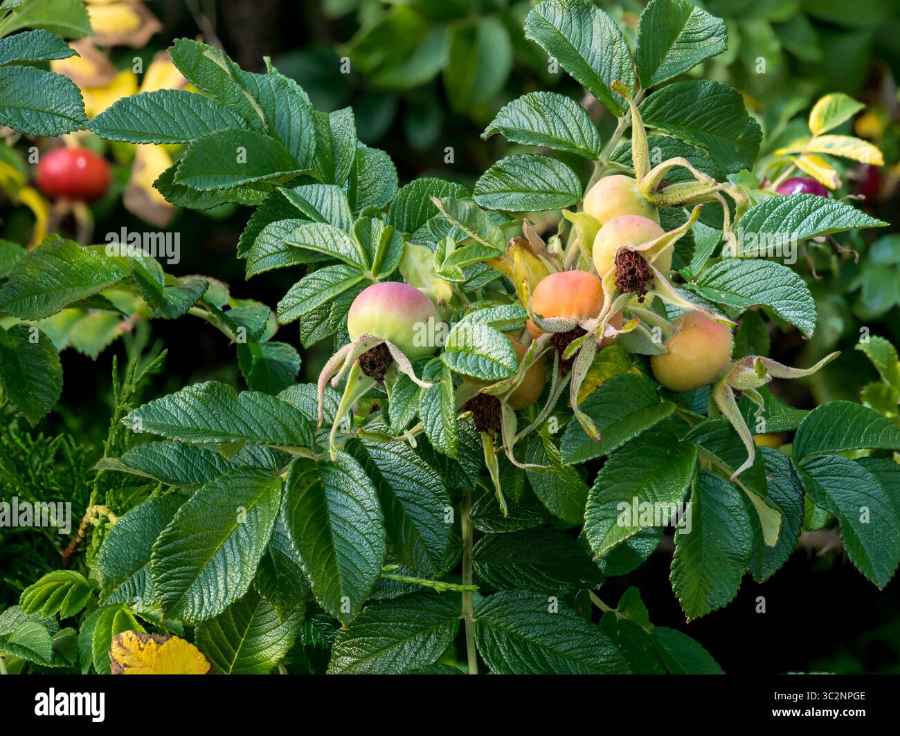 Frutti di roseanca (Rosa canina L.), frutti di rosehip, piante medicinali, materie prime vegetali, vitamine, olio essenziale, acido citrico, acido malico, pectina, organico Foto Stock