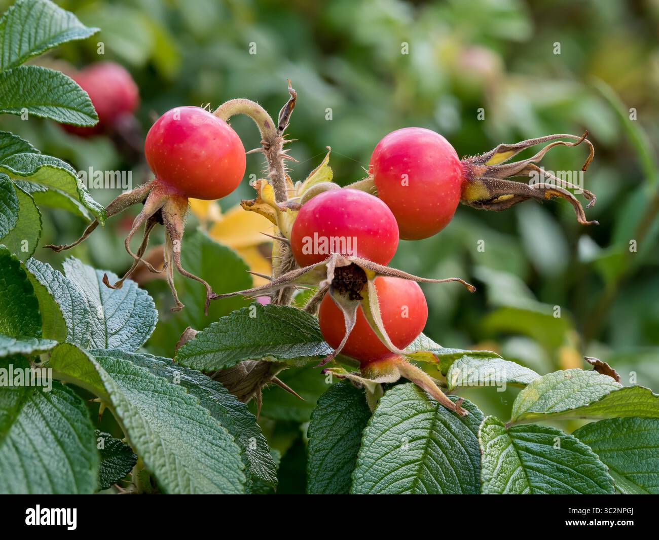 Frutti di roseanca (Rosa canina L.), frutti di rosehip, piante medicinali, materie prime vegetali, vitamine, olio essenziale, acido citrico, acido malico, pectina, organico Foto Stock