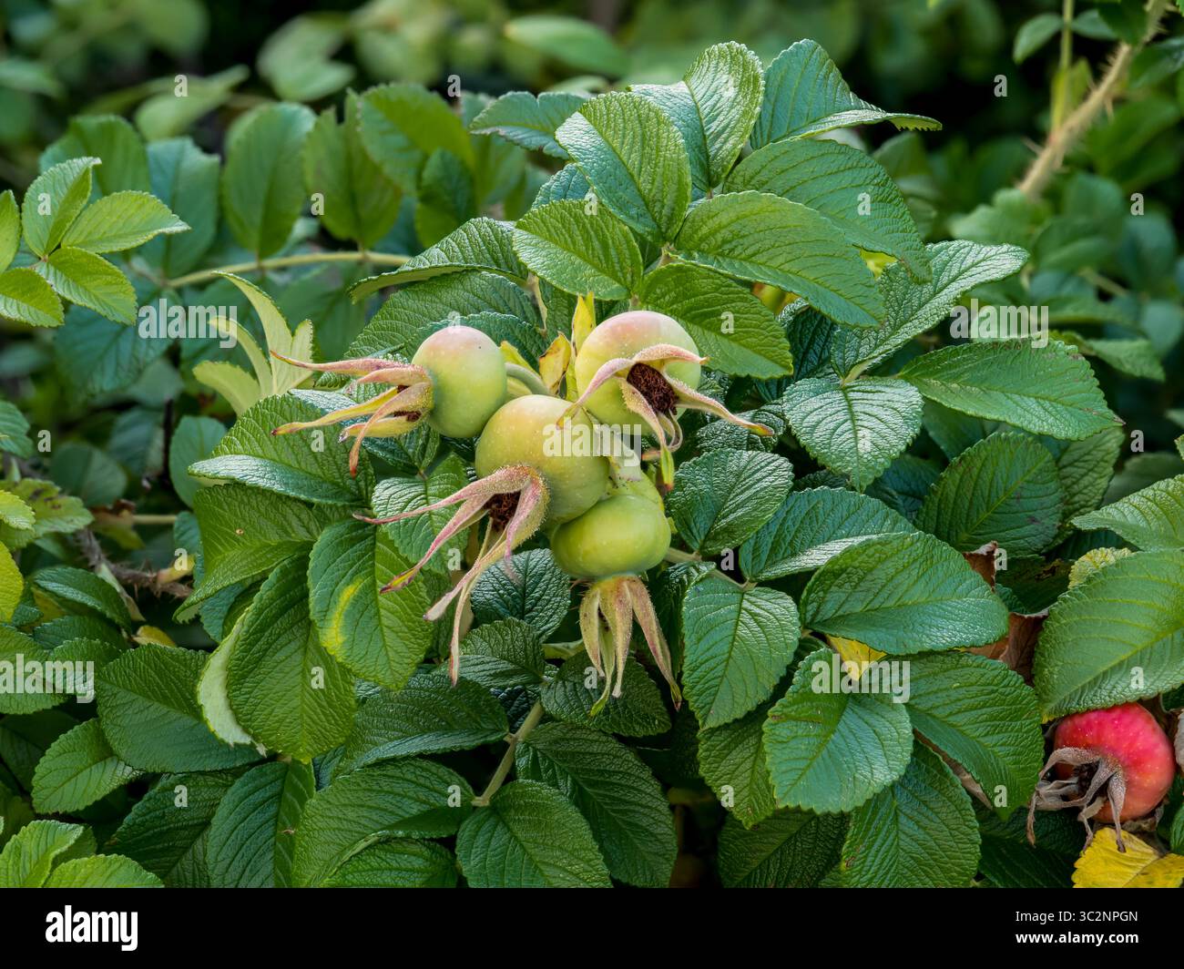 Frutti di roseanca (Rosa canina L.), frutti di rosehip, piante medicinali, materie prime vegetali, vitamine, olio essenziale, acido citrico, acido malico, pectina, organico Foto Stock