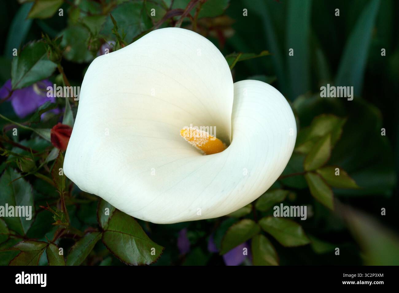 Primo piano di un giglio di calla bianco o di un arum lilly (Zantedeschia aethiopica) che fiorisce all'aperto in estate Foto Stock