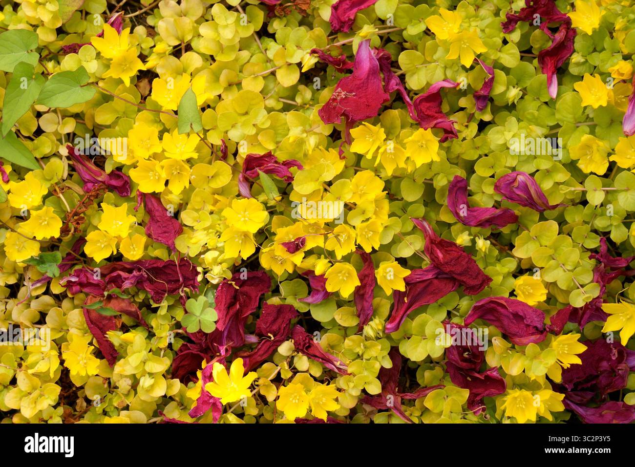 Copertina dorata strisciante Jenny (Lysimachia nummularia) e petali di peonie rosse cadute, sfondo floreale Foto Stock