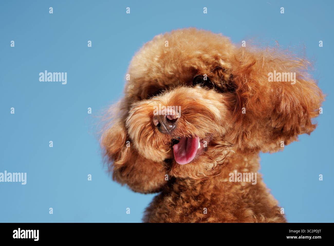 Adorabile ritratto ravvicinato di un divertente maltipoo con la lingua fuori e pelliccia riccia, sorridendo all'aperto in una giornata di sole Foto Stock