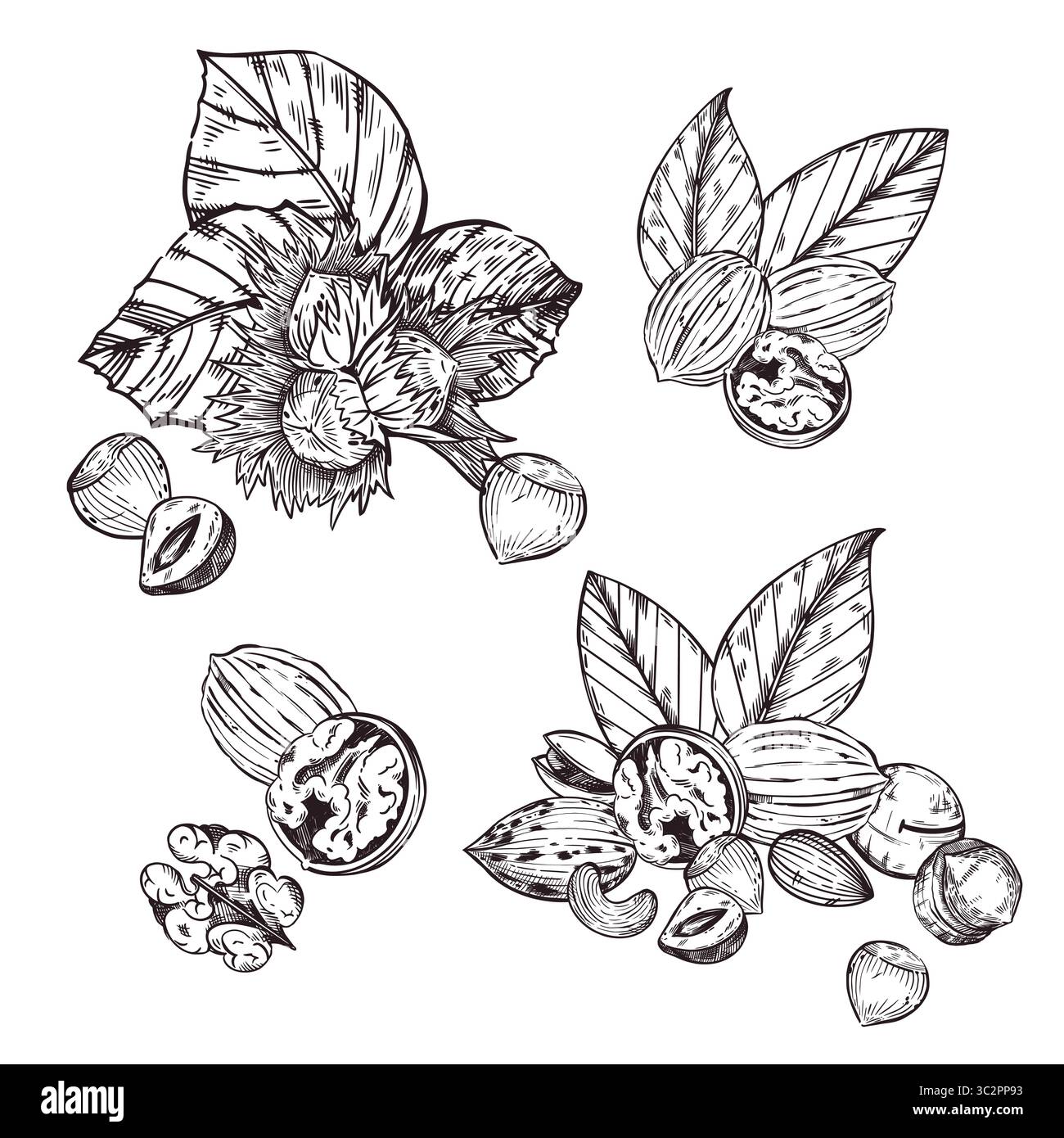 Un insieme di composizioni vettoriali di noci, nocciole, noci, noci pecan, macadamie, foglie d'albero. Tutti gli oggetti sono disegnati a mano in vettore. Per la stampa su Illustrazione Vettoriale