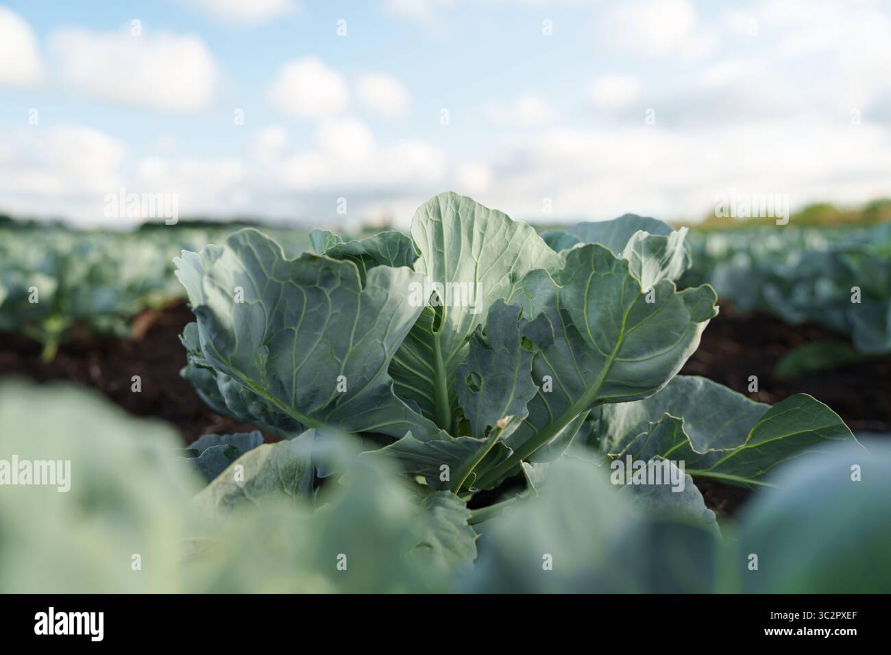 Cavolo verde che cresce in un campo aperto sotto un cielo blu con morbide nuvole. Foto Stock