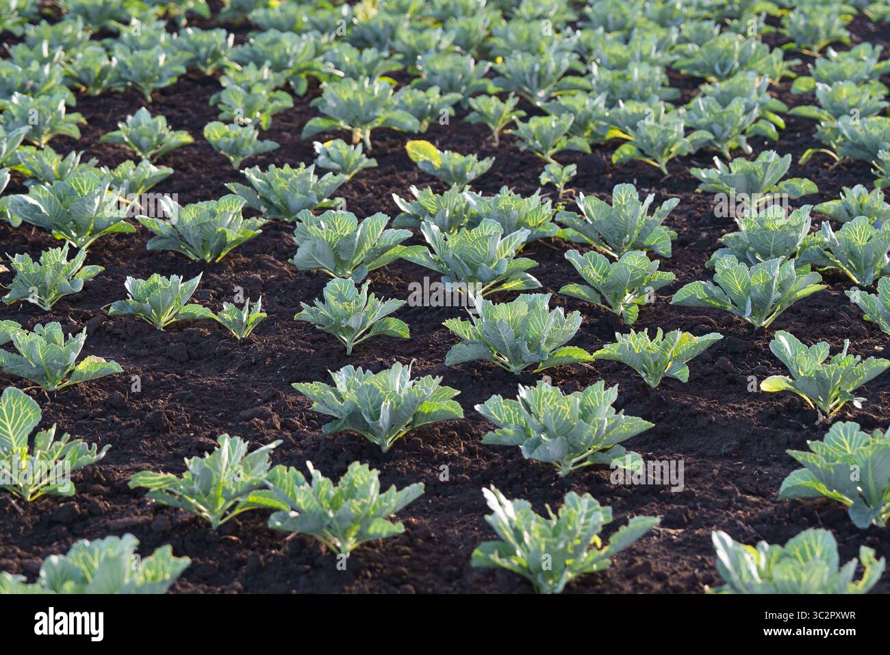 Piante di cavolo che crescono in un campo agricolo biologico - ambiente eco-rurale. Foto Stock