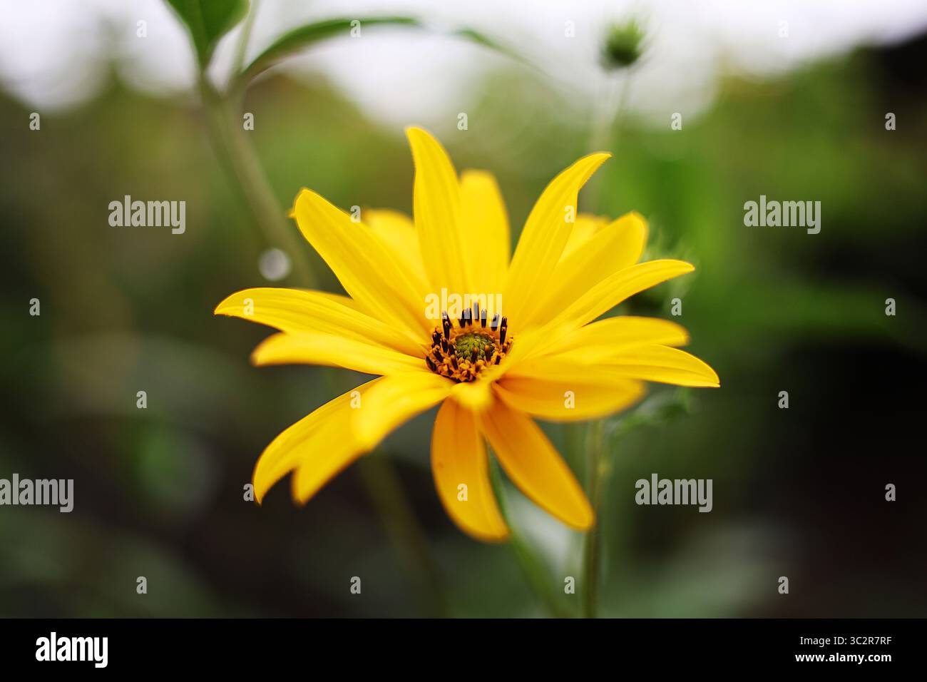 Girasole luminoso e audace in piena fioritura, con vividi petali gialli e un ricco centro marrone, un gioioso simbolo di estate, calore e bellezza naturale. Foto Stock