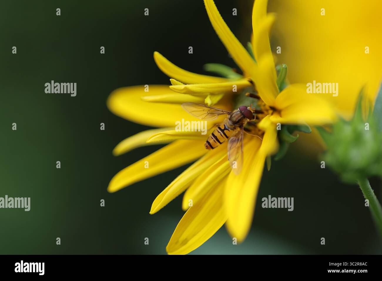 Girasole luminoso e audace in piena fioritura, con vividi petali gialli e un ricco centro marrone, un gioioso simbolo di estate, calore e bellezza naturale. Foto Stock