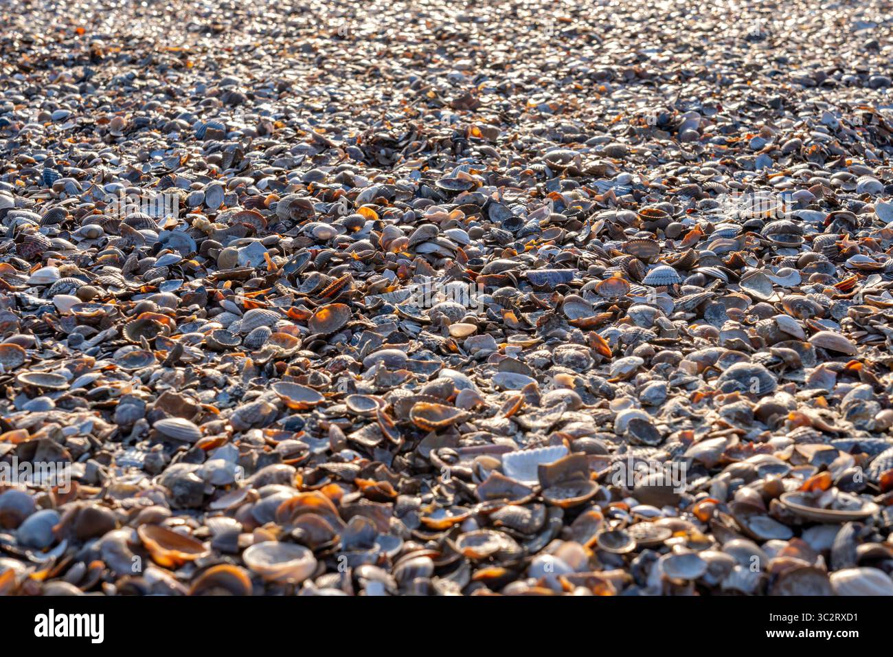 Cozze sulla spiaggia sulla costa olandese del Mare del Nord Foto Stock