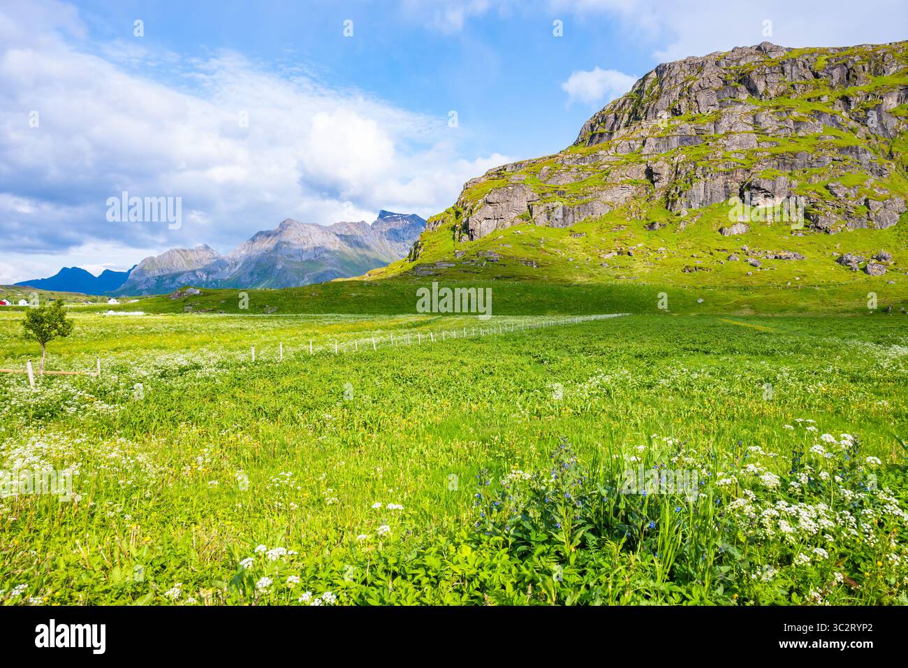 Prato verde con fiori vicino al villaggio di Fredvang sull'isola di Moskenesoy in estate, isole Lofoten, Norvegia Foto Stock