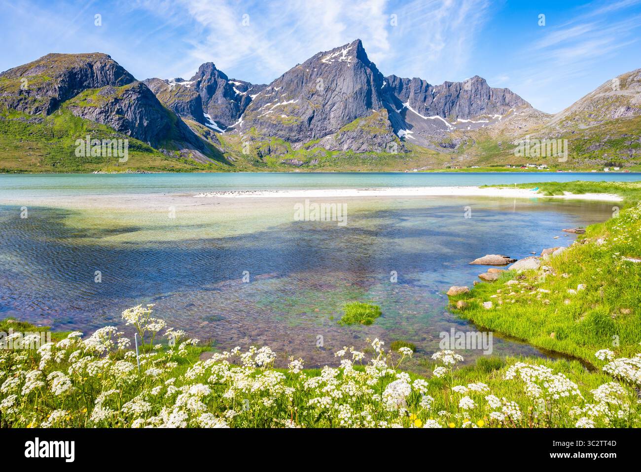 Splendida spiaggia di Morpheus e vista sul prato verde con fiori nel paesaggio montano estivo, isole Lofoten, Norvegia Foto Stock
