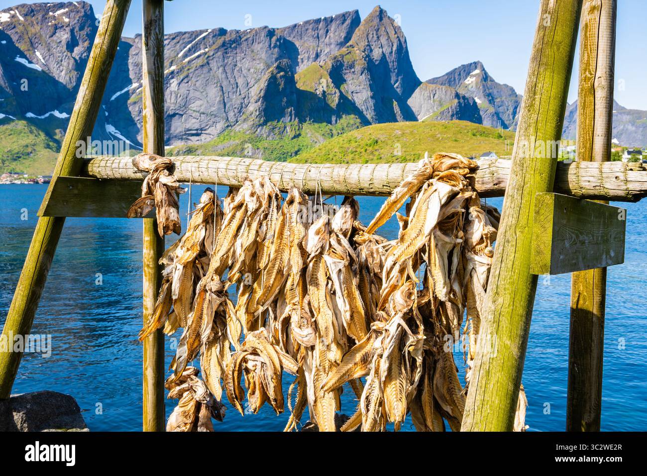 Merluzzo appeso ad asciugare su scaffali di legno di fronte alla montagna nel villaggio di Sakrisoy, Isole Lofoten, Norvegia Foto Stock