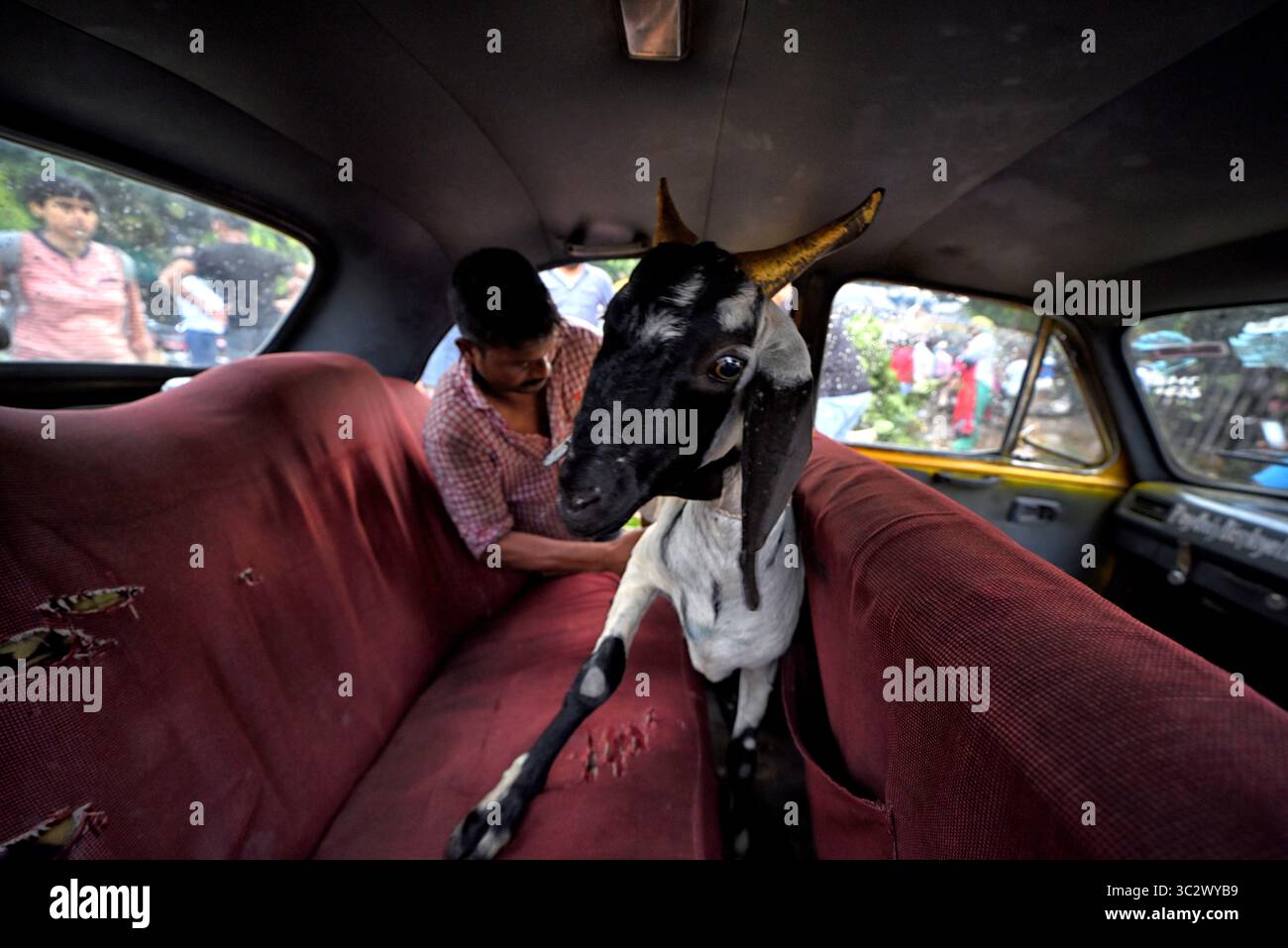10 agosto 2019, Kolkata, Bengala Occidentale, India: Uomo musulmano visto all'interno di un'auto con la capra acquistata durante il Festival di Eid al-Adha..i musulmani celebrano Eid al-Adha chiamato anche "Festa del sacrificio" o "Bakr-Eid", che è la seconda delle due festività musulmane nel calendario lunare islamico celebrato in tutto il mondo ogni anno e considerato come il più sacro dei due, onora la buona volontà di Abraham di sacrificare suo figlio come atto di sottomissione a Dio, segnando la fine dell'annuale Hajj alla città saudita della Mecca. (Immagine di credito: © Avishek Das/SOPA Images via ZUMA Wire) Foto Stock
