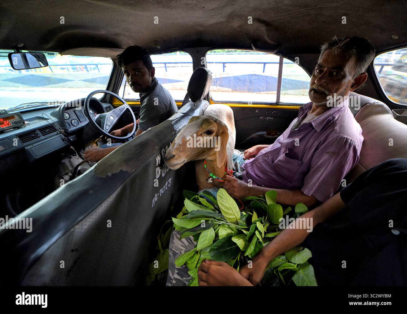10 agosto 2019, Kolkata, Bengala Occidentale, India: Uomo musulmano visto all'interno di un'auto con la capra acquistata durante il Festival di Eid al-Adha..i musulmani celebrano Eid al-Adha chiamato anche "Festa del sacrificio" o "Bakr-Eid", che è la seconda delle due festività musulmane nel calendario lunare islamico celebrato in tutto il mondo ogni anno e considerato come il più sacro dei due, onora la buona volontà di Abraham di sacrificare suo figlio come atto di sottomissione a Dio, segnando la fine dell'annuale Hajj alla città saudita della Mecca. (Immagine di credito: © Avishek Das/SOPA Images via ZUMA Wire) Foto Stock