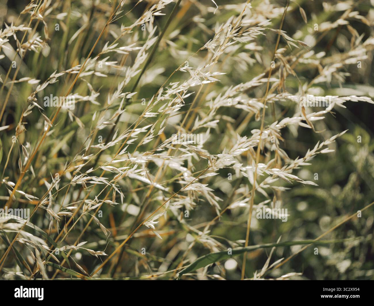 Close up di erba alta Foto Stock