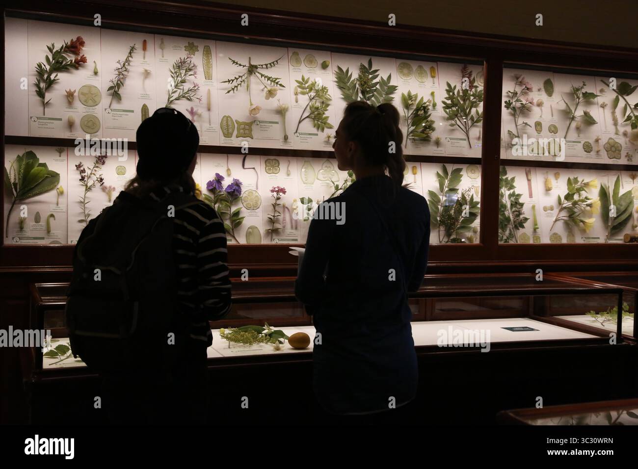 14 aprile 2019 - Cambridge, Massachusetts, Stati Uniti - uno dei tesori più famosi di Harvard è la Ware Collection, acclamata a livello internazionale, di modelli di piante in vetro Blaschka, i "Glass Flowers". Questa collezione unica di oltre 4.300 modelli, che rappresentano più di 780 specie vegetali. I modelli furono realizzati dal 1887 al 1936 da Leopold (1822-1895) e Rudolf Blaschka (1857-1939), artisti del vetro padre e figlio che vissero e lavorarono a Hosterwitz, Germania, vicino a Dresda. (Immagine di credito: © Katrina Kochneva /ZUMA Wire) Foto Stock