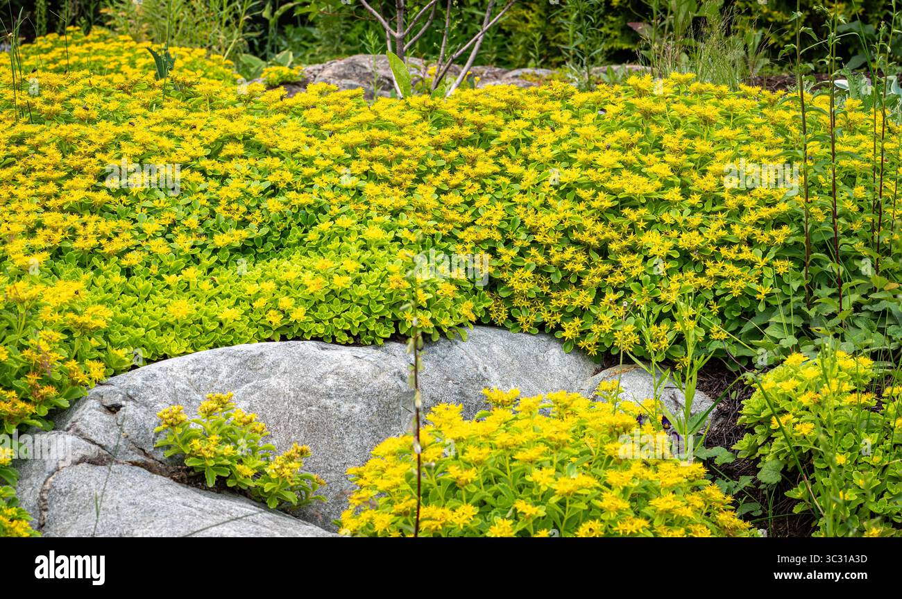 Disposizione dei fiori di Sedum su un affioramento roccioso Foto Stock
