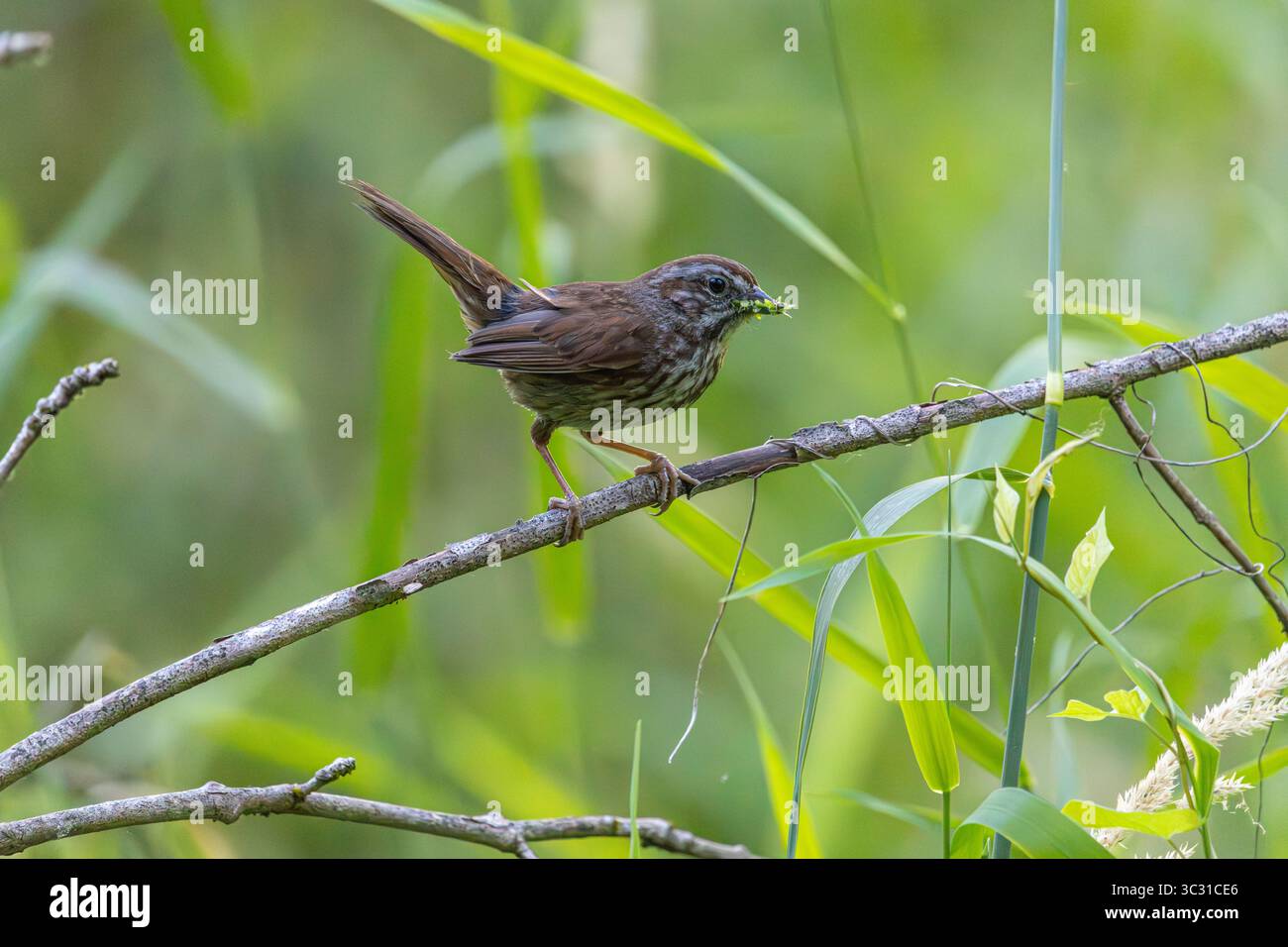Un passero Song arroccato su un ramoscello con cibo nel becco presso l'Oaks Bottom Wildlife Refuge di Portland, Oregon Foto Stock