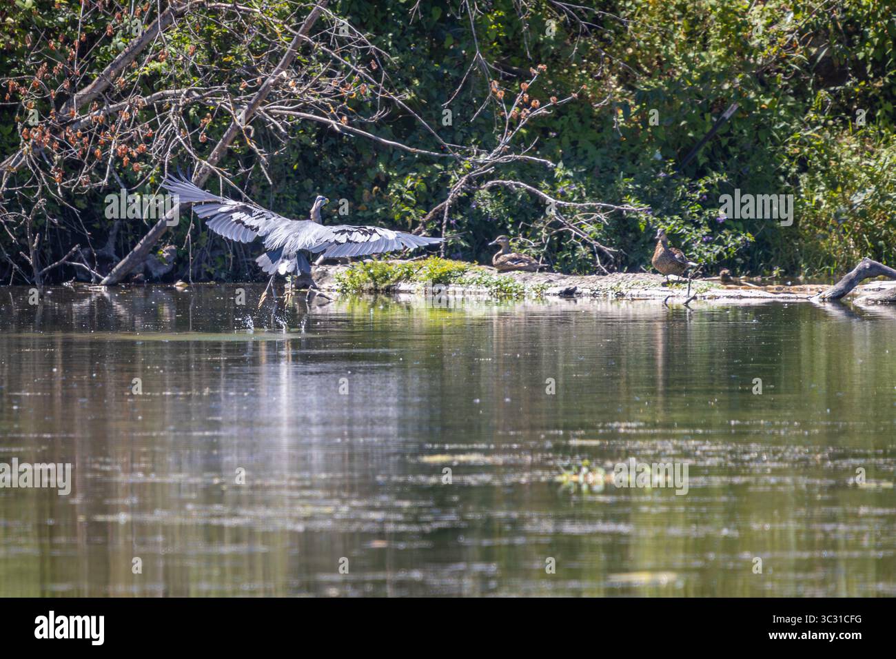 Un Great Blue Heron sta per atterrare su un tronco con due Mallard Ducks al Whitaker Ponds Nature Park di Portland, Oregon Foto Stock