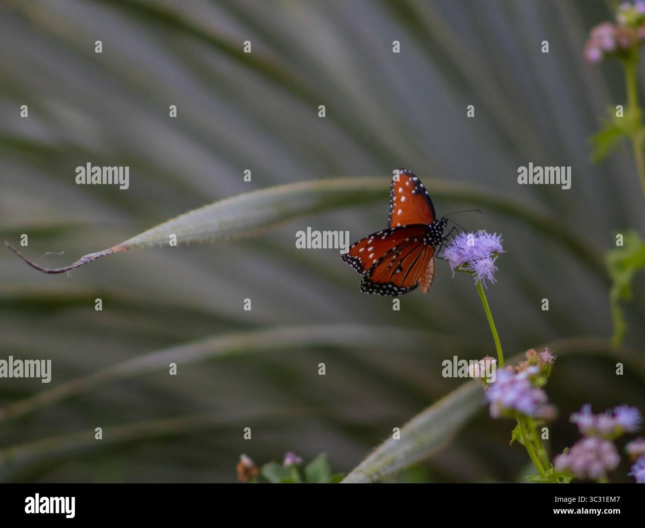 Farfalla regina (Danaus gilippus) che riposa di fronte a una pianta di agave, mescolando delicate ali con l'impressionante geometria del fogliame del deserto. Foto Stock
