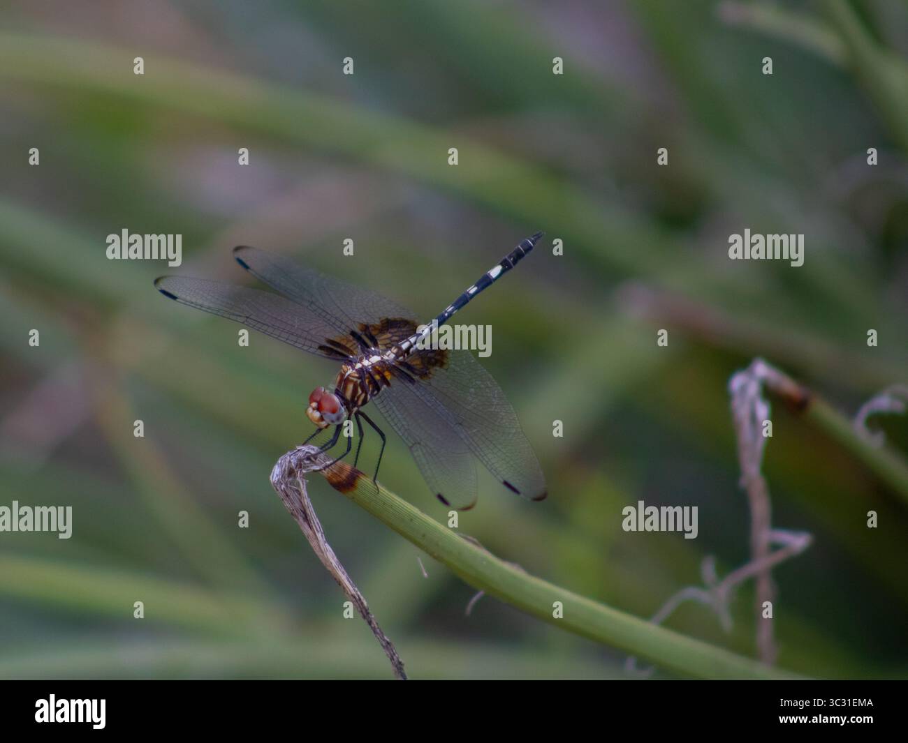 Una fotografia dettagliata di una libellula Dythemis velox (Swift Setwing) arroccata con ali aperte, che mostra le sue ali trasparenti e il suo corpo sottile. Foto Stock