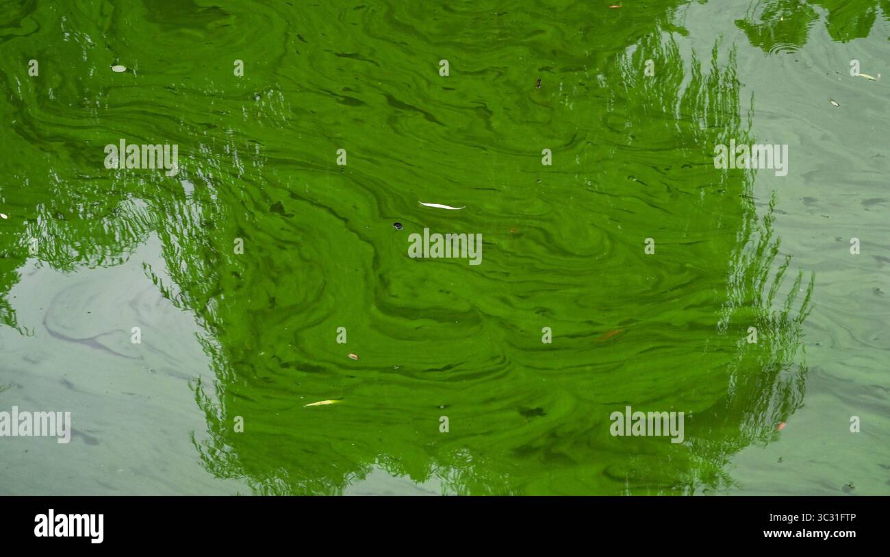 Berlino, Germania. 24 luglio 2025. L'anatra, che consiste in un'alga d'anatra, attualmente rende lo stagno nel parco cittadino di Lichtenberg verde. La fitta copertura dell'erba anatra può impedire la penetrazione della luce solare, con effetti negativi su altre piante e creature acquatiche. Crediti: Jens Kalaene/dpa/Alamy Live News Foto Stock