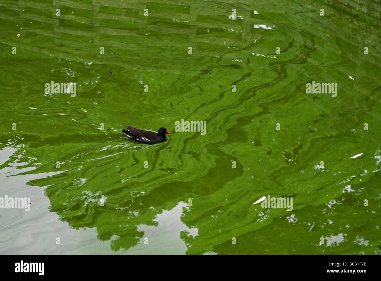 Berlino, Germania. 24 luglio 2025. Una gallina nuota nello stagno attualmente completamente verde nel parco cittadino di Lichtenberg. È ricoperta di erba anatra, che consiste di erba anatra. La fitta copertura dell'erba anatra può impedire la penetrazione della luce solare, con effetti negativi su altre piante e creature acquatiche. Crediti: Jens Kalaene/dpa/Alamy Live News Foto Stock